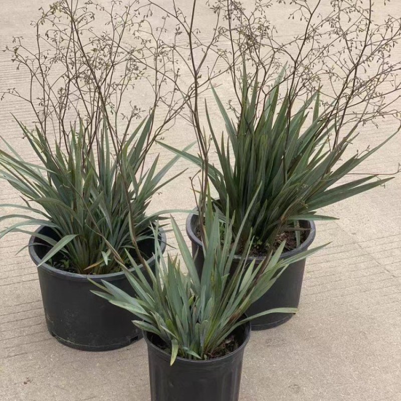 花境植物蓝色山菅兰蓝灰常绿多年生四季常青耐热耐寒庭院户外