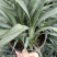 花境植物蓝色山菅兰蓝灰常绿多年生四季常青耐热耐寒庭院户外