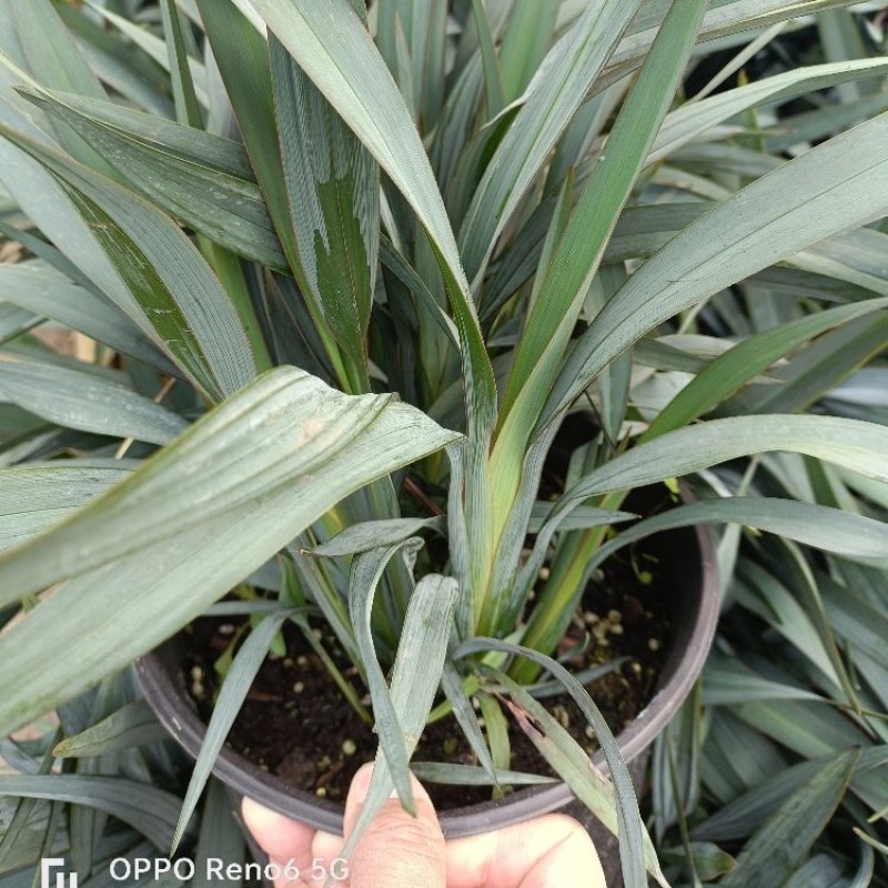 花境植物蓝色山菅兰蓝灰常绿多年生四季常青耐热耐寒庭院户外