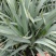 花境植物蓝色山菅兰蓝灰常绿多年生四季常青耐热耐寒庭院户外