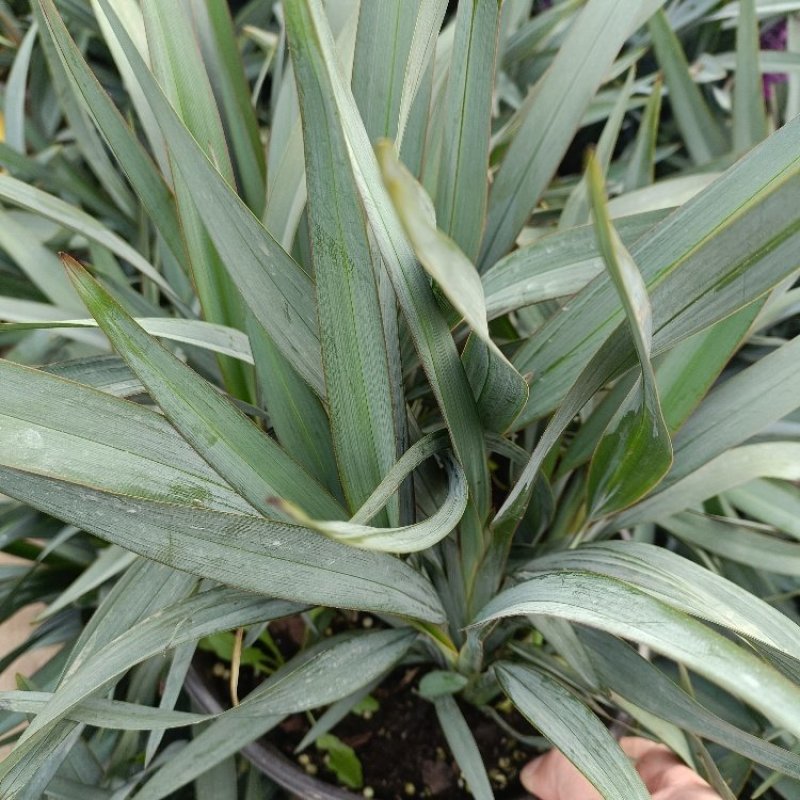 花境植物蓝色山菅兰蓝灰常绿多年生四季常青耐热耐寒庭院户外
