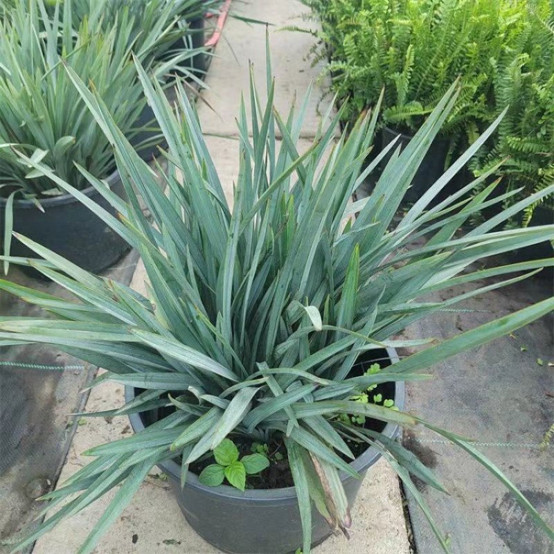 花境植物蓝色山菅兰蓝灰常绿多年生四季常青耐热耐寒庭院户外