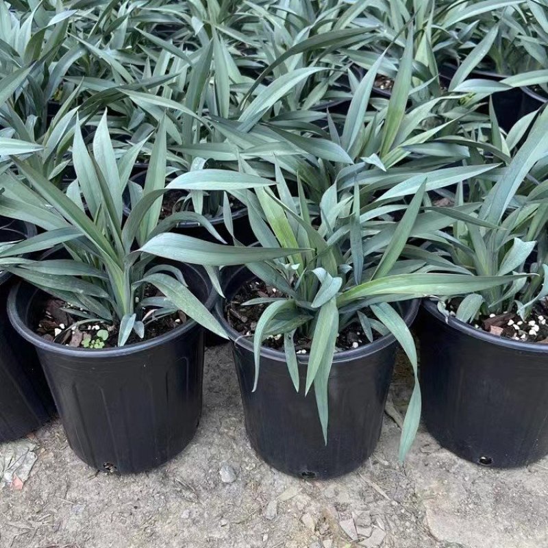 花境植物蓝色山菅兰蓝灰常绿多年生四季常青耐热耐寒庭院户外
