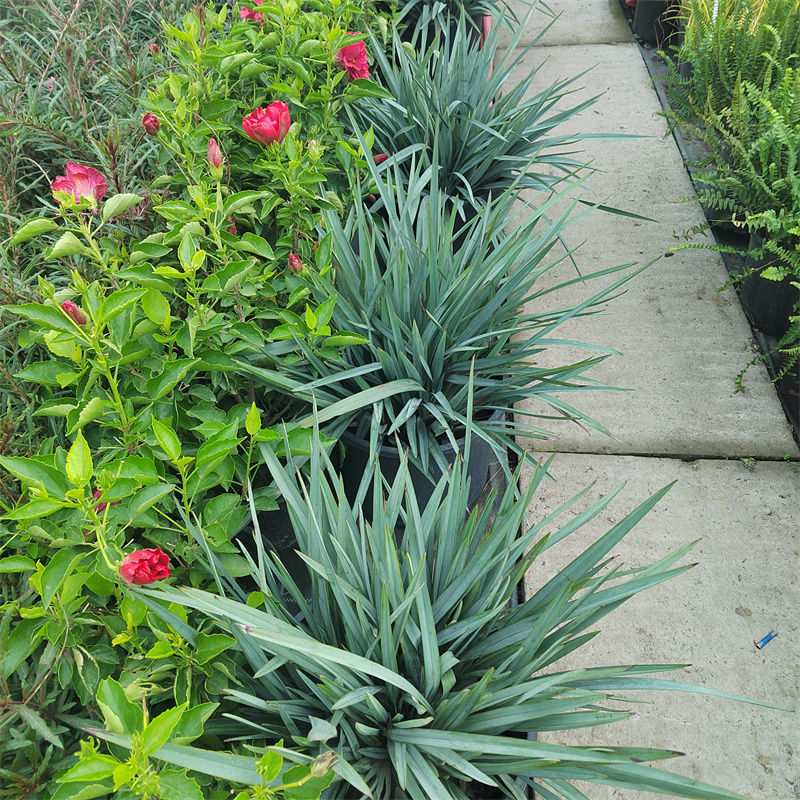 花境植物蓝色山菅兰蓝灰常绿多年生四季常青耐热耐寒庭院户外