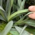 花境植物蓝色山菅兰蓝灰常绿多年生四季常青耐热耐寒庭院户外