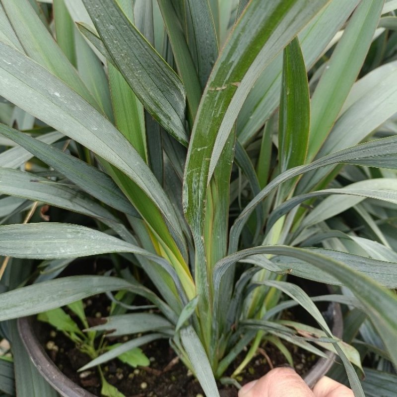 花境植物蓝色山菅兰蓝灰常绿多年生四季常青耐热耐寒庭院户外