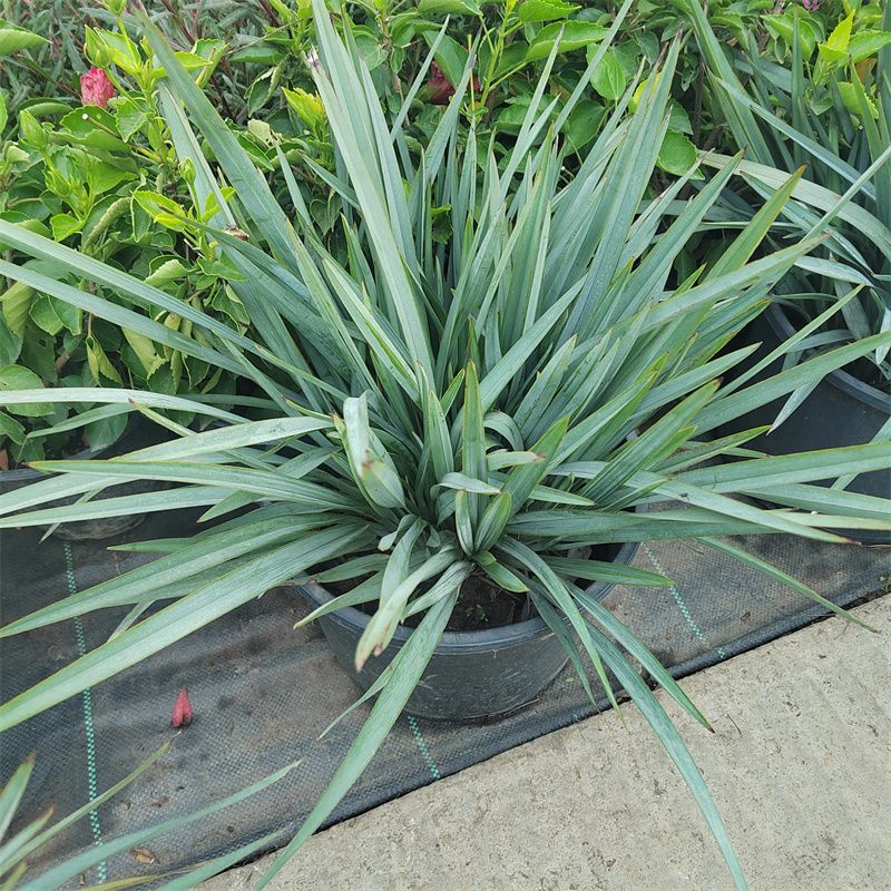 花境植物蓝色山菅兰蓝灰常绿多年生四季常青耐热耐寒庭院户外