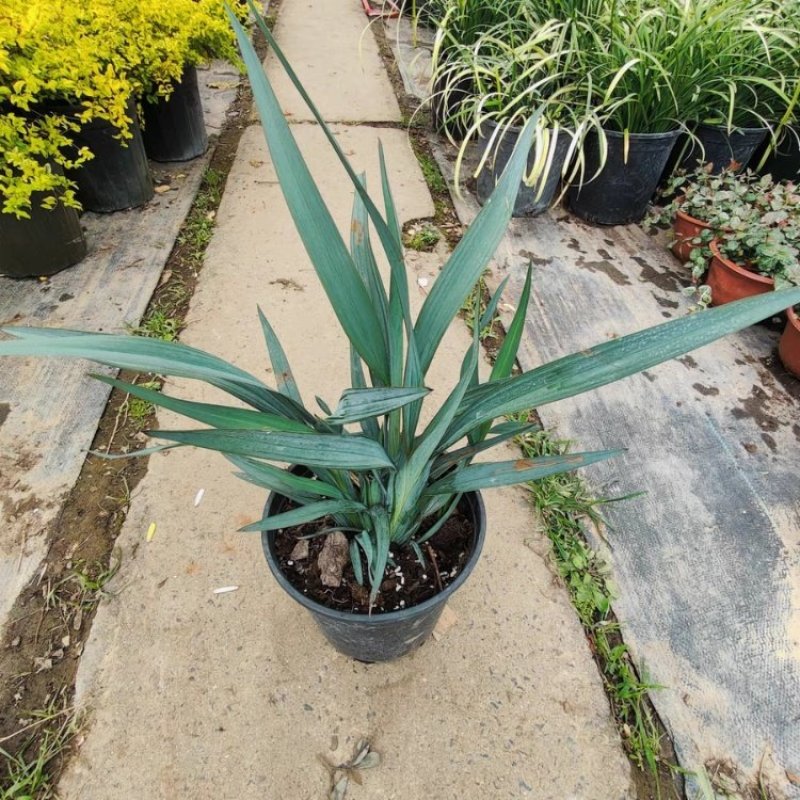 花境植物蓝色山菅兰蓝灰常绿多年生四季常青耐热耐寒庭院户外