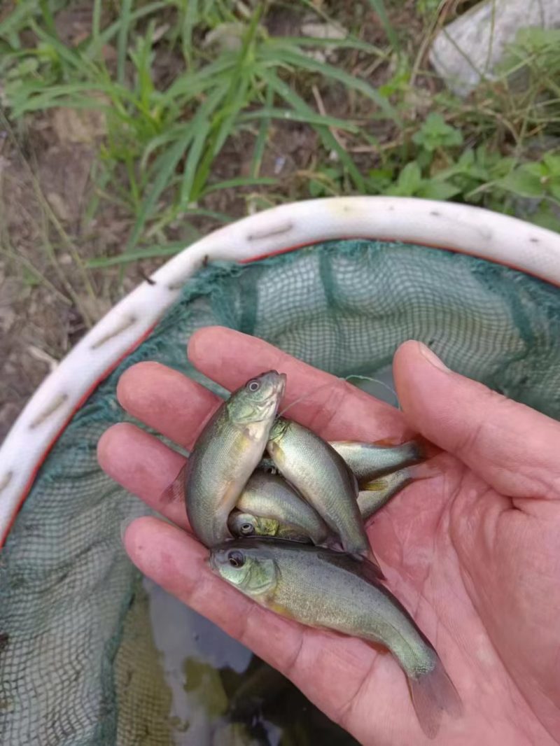 【可视频看货】丁桂鱼苗丁岁鱼快大好养抗病力强成活率高