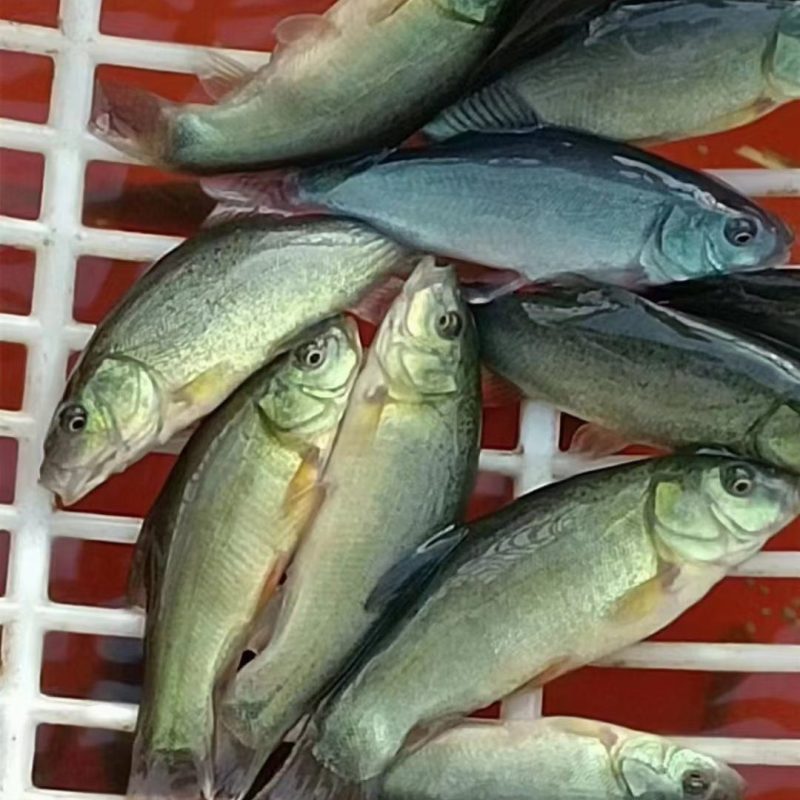 【可视频看货】丁桂鱼苗丁岁鱼快大好养抗病力强成活率高
