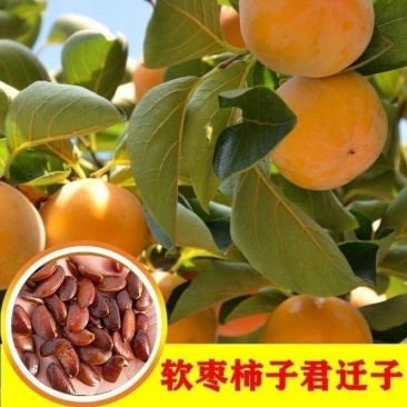 软枣种子君迁子种子野柿子软枣种子嫁接柿子苗木砧木等