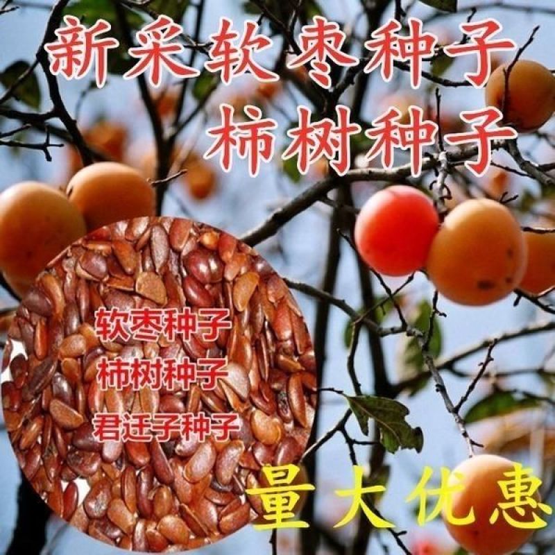 软枣种子君迁子种子野柿子软枣种子嫁接柿子苗木砧木等