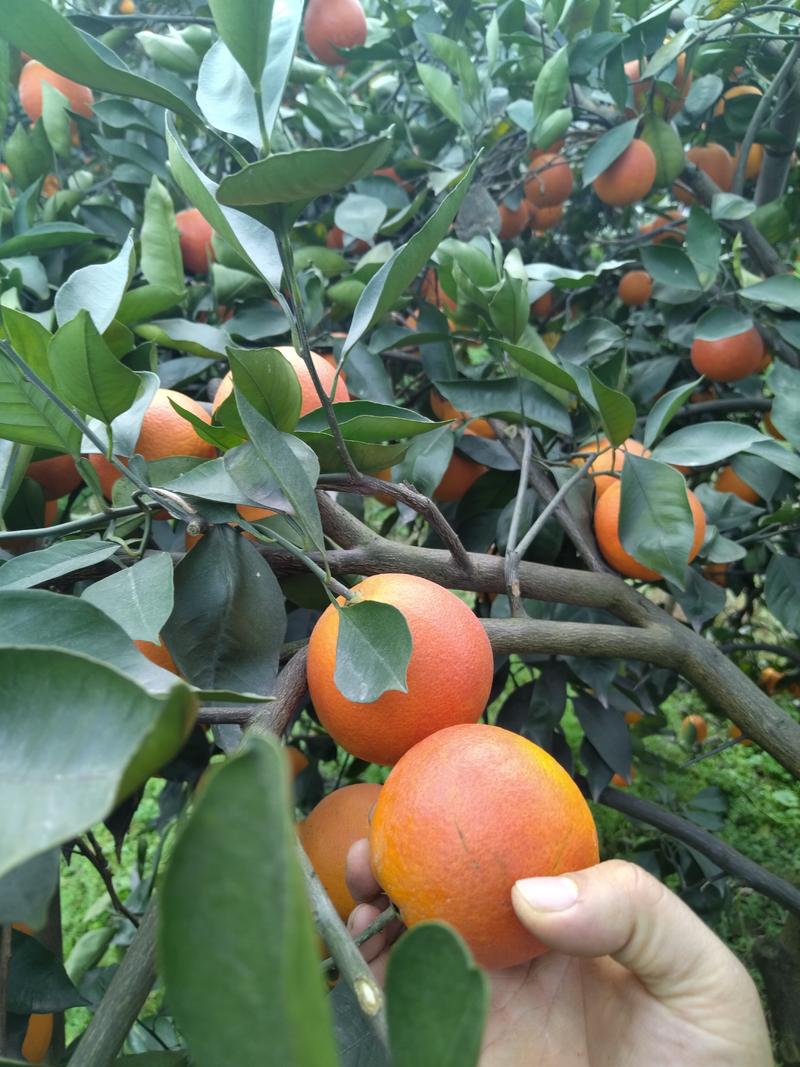 塔罗科血橙，血橙，万亩基地大量有货，里内带血对接所有渠到