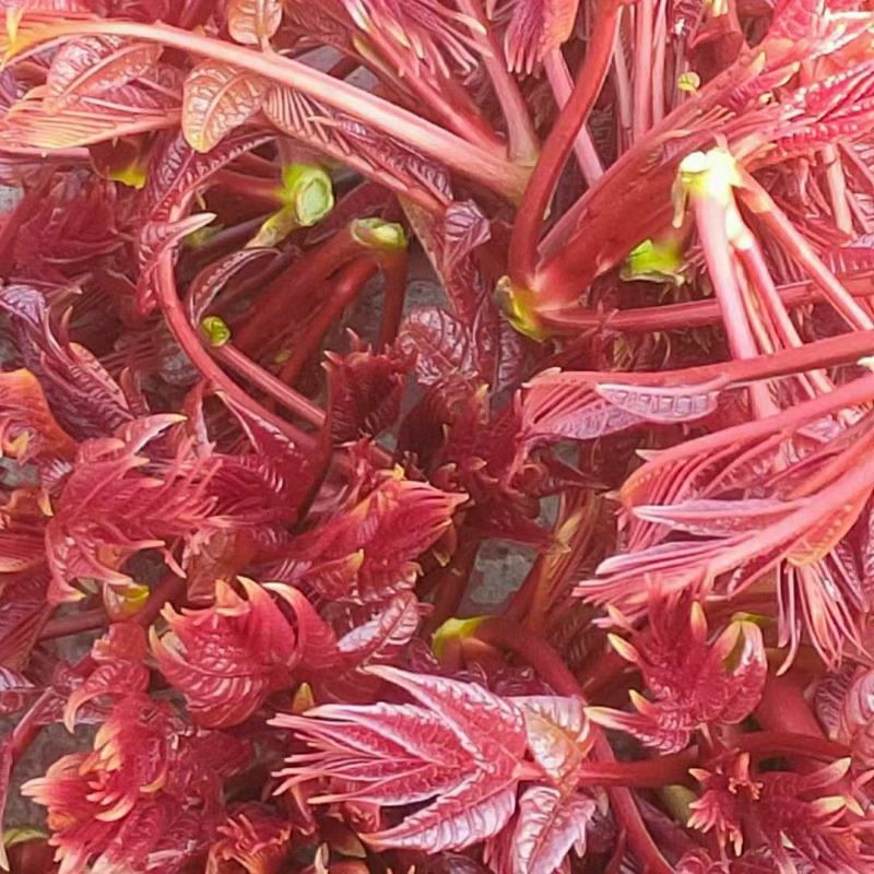 红油香椿芽，