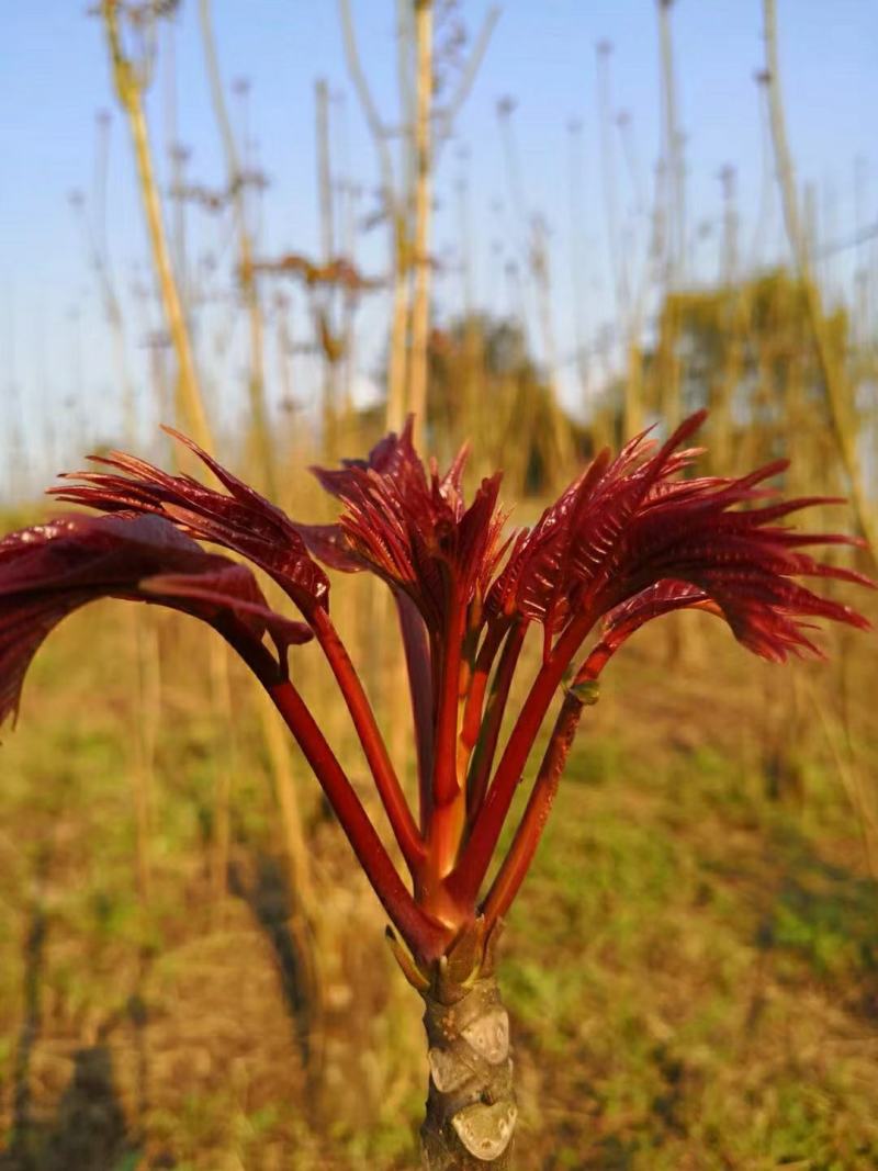 红油香椿芽，