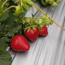 红宝石草莓