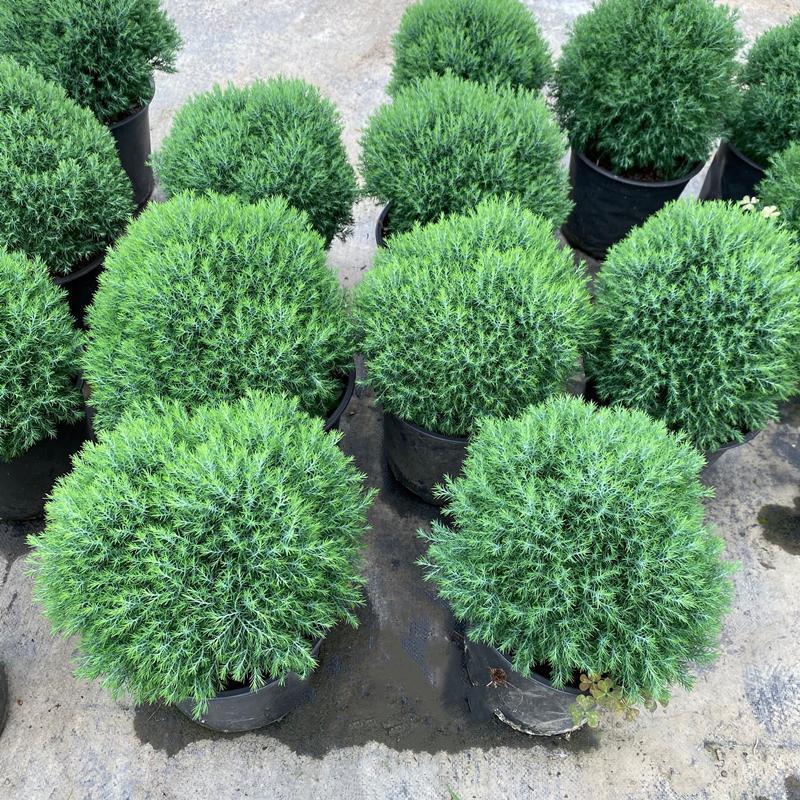 皮球柏皮球松四季常青多年生盆栽自然成植物耐寒热球形可地栽