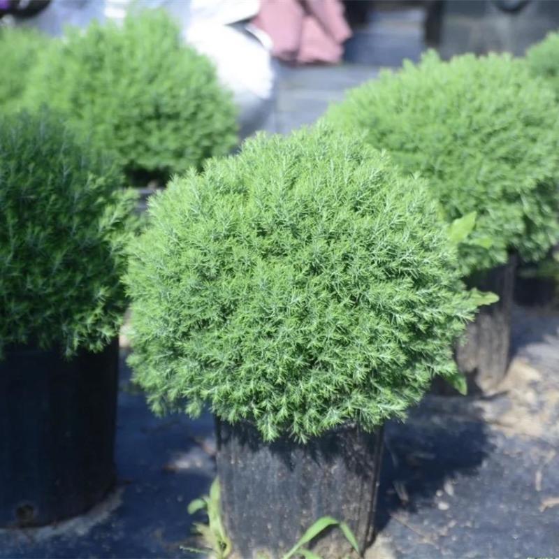 皮球柏皮球松四季常青多年生盆栽自然成植物耐寒热球形可地栽