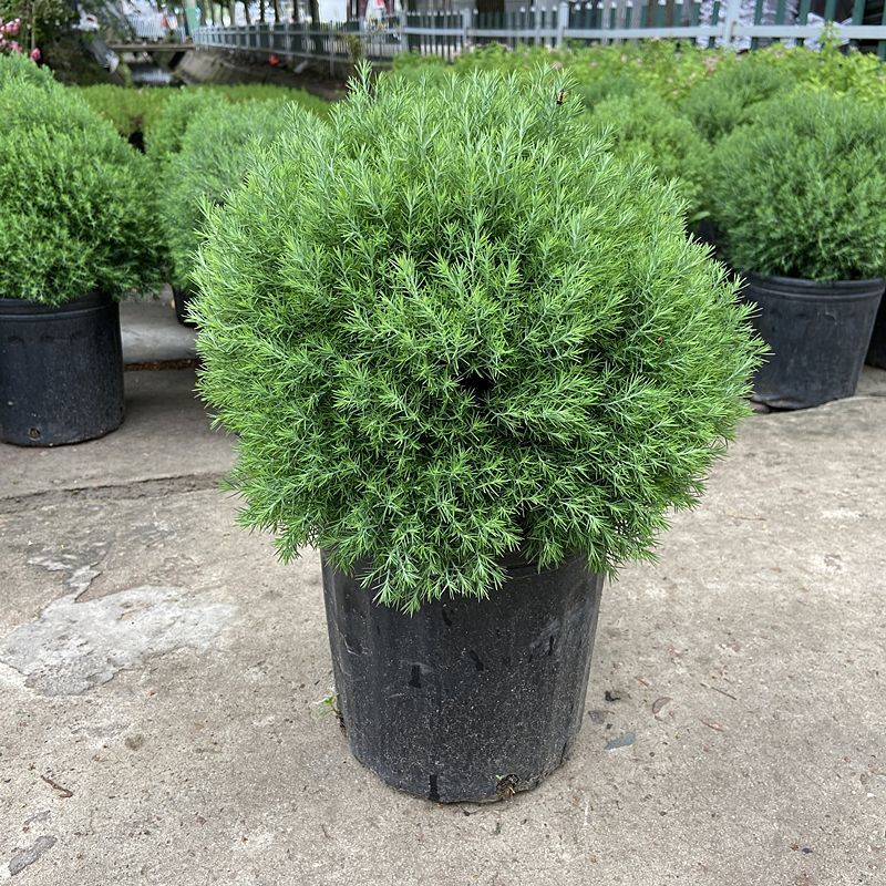 皮球柏皮球松四季常青多年生盆栽自然成植物耐寒热球形可地栽