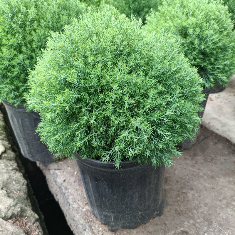 皮球柏皮球松四季常青多年生盆栽自然成植物耐寒热球形可地栽