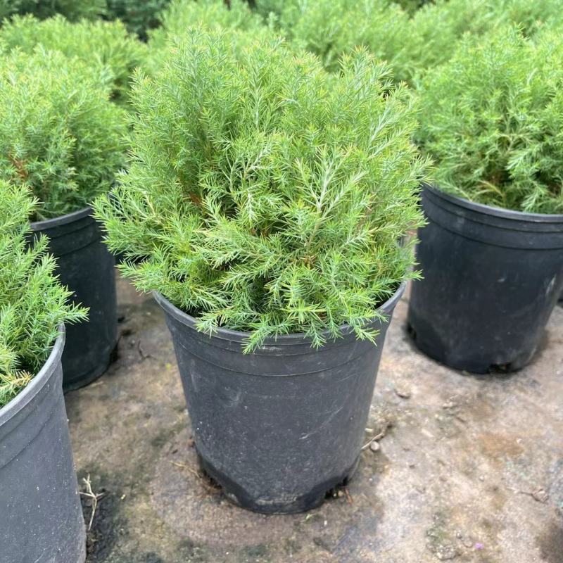 皮球柏皮球松四季常青多年生盆栽自然成植物耐寒热球形可地栽