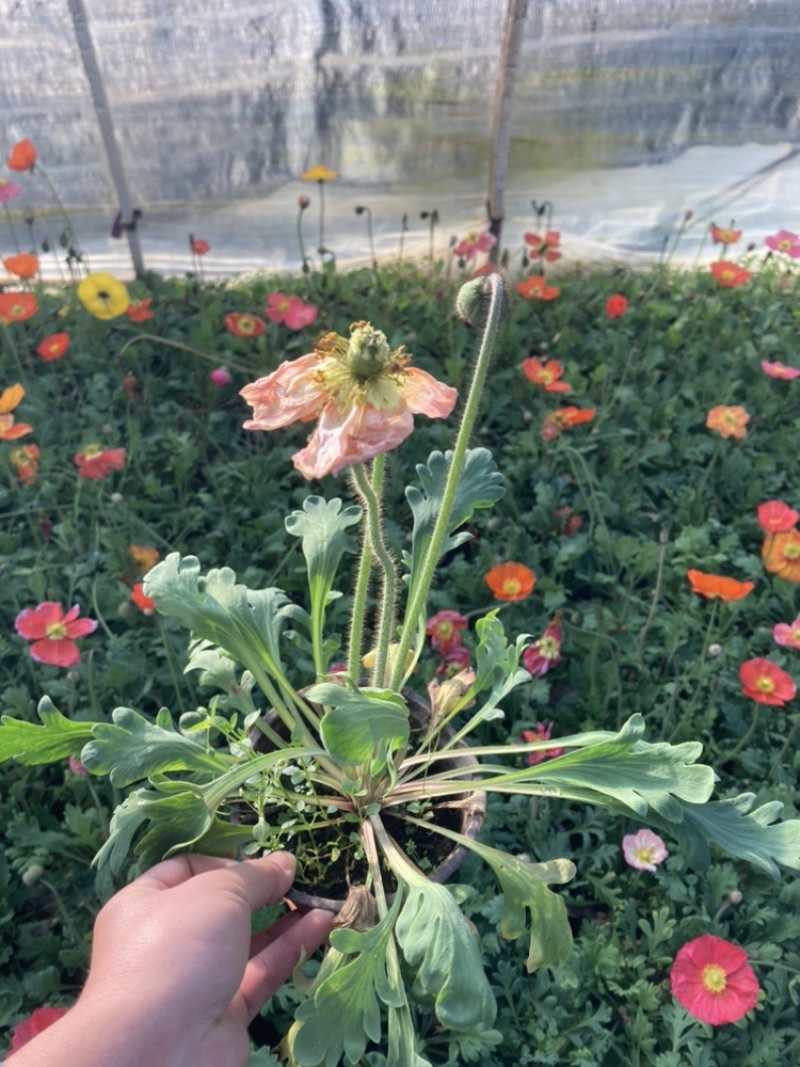 红盆虞美人基地精品货云南基地直销
