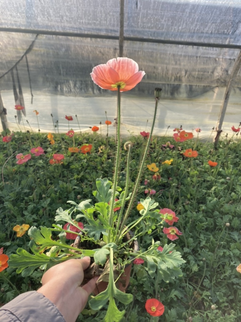 红盆虞美人基地精品货云南基地直销