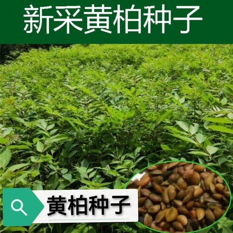 药材黄柏种子黄檗元柏檗木川黄柏种子绿化林木苗木树种子黄菠