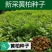 药材黄柏种子黄檗元柏檗木川黄柏种子绿化林木苗木树种子黄菠