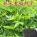 药材黄柏种子黄檗元柏檗木川黄柏种子绿化林木苗木树种子黄菠