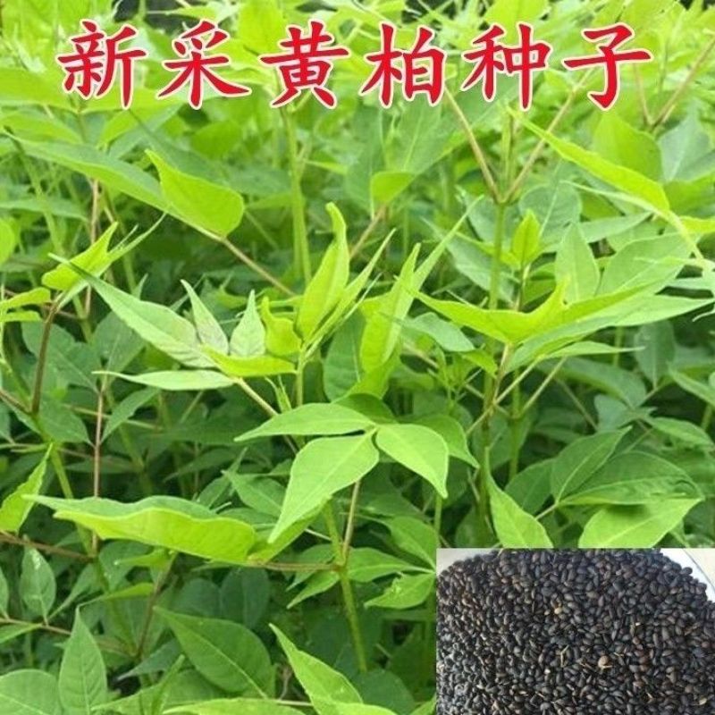 药材黄柏种子黄檗元柏檗木川黄柏种子绿化林木苗木树种子黄菠
