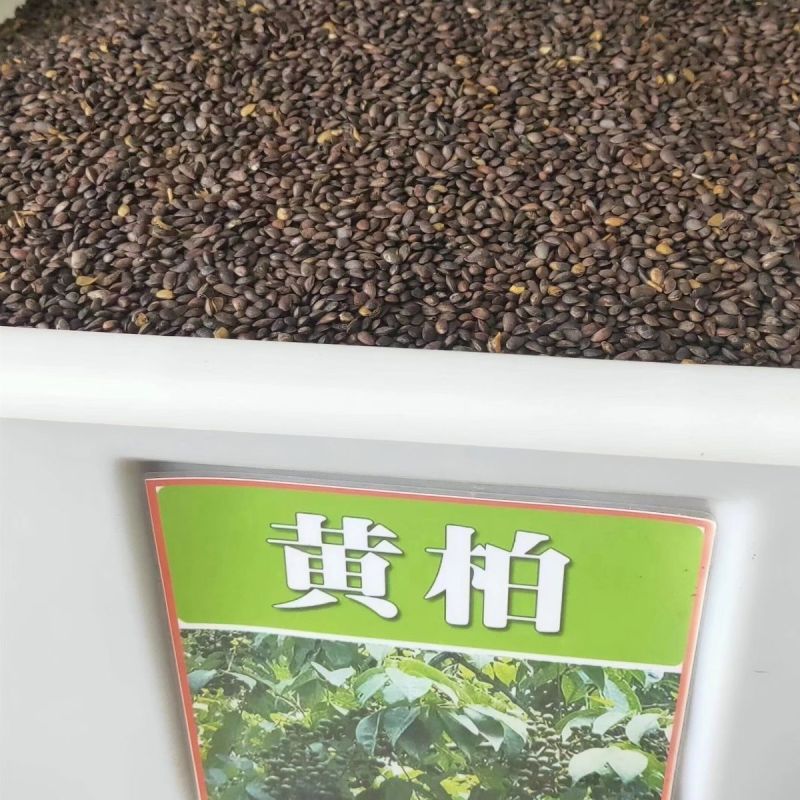 药材黄柏种子黄檗元柏檗木川黄柏种子绿化林木苗木树种子黄菠