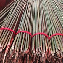 菜架竹，𣄃杆竹，豆角架竹，竹竿。