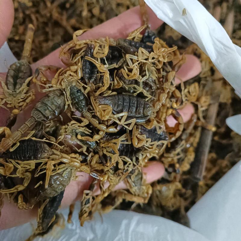 蝎子全蝎非人工植600到1100一斤4个龟各批发产地河南