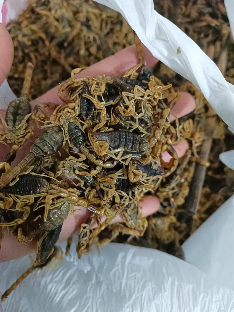 蝎子全蝎非人工植600到1100一斤4个龟各批发产地河南