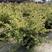 小丑火棘盆栽地栽多年生常绿灌木彩叶花镜植物