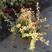 小丑火棘盆栽地栽多年生常绿灌木彩叶花镜植物
