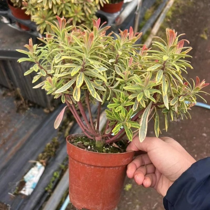 彩虹大戟盆栽耐寒多年生宿根植物观叶植物盆栽花园好养