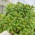 彩虹大戟盆栽耐寒多年生宿根植物观叶植物盆栽花园好养