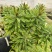 彩虹大戟盆栽耐寒多年生宿根植物观叶植物盆栽花园好养