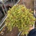 彩虹大戟盆栽耐寒多年生宿根植物观叶植物盆栽花园好养