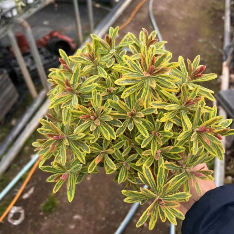 彩虹大戟盆栽耐寒多年生宿根植物观叶植物盆栽花园好养