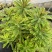 彩虹大戟盆栽耐寒多年生宿根植物观叶植物盆栽花园好养