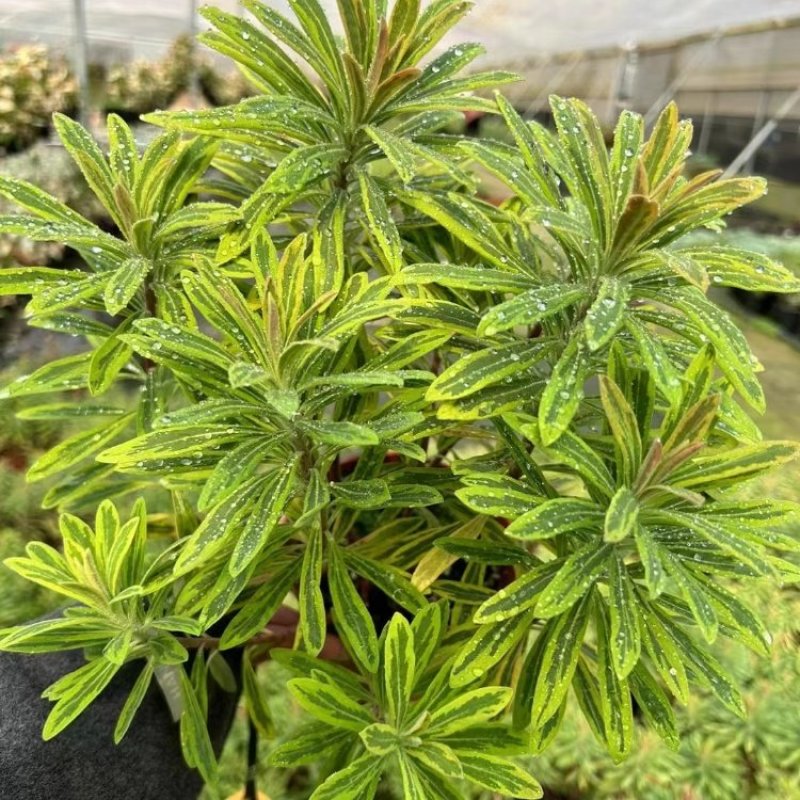 彩虹大戟盆栽耐寒多年生宿根植物观叶植物盆栽花园好养