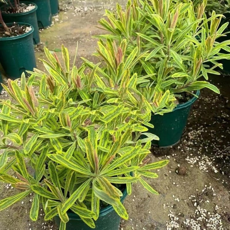 彩虹大戟盆栽耐寒多年生宿根植物观叶植物盆栽花园好养
