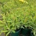 彩虹大戟盆栽耐寒多年生宿根植物观叶植物盆栽花园好养