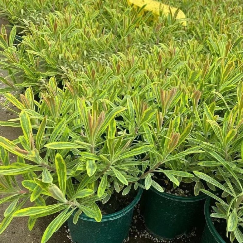 彩虹大戟盆栽耐寒多年生宿根植物观叶植物盆栽花园好养