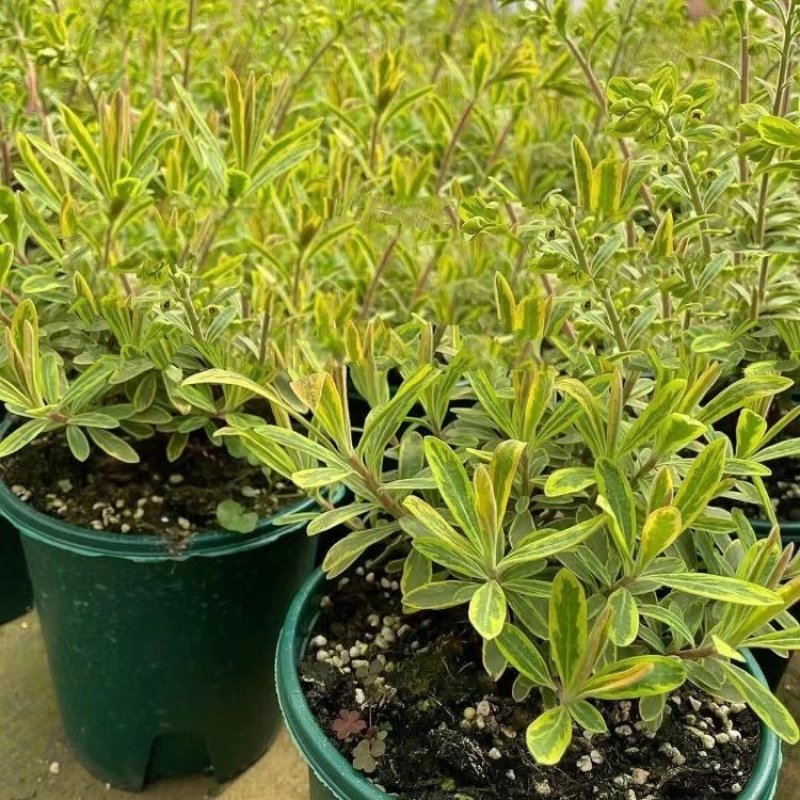 彩虹大戟盆栽耐寒多年生宿根植物观叶植物盆栽花园好养