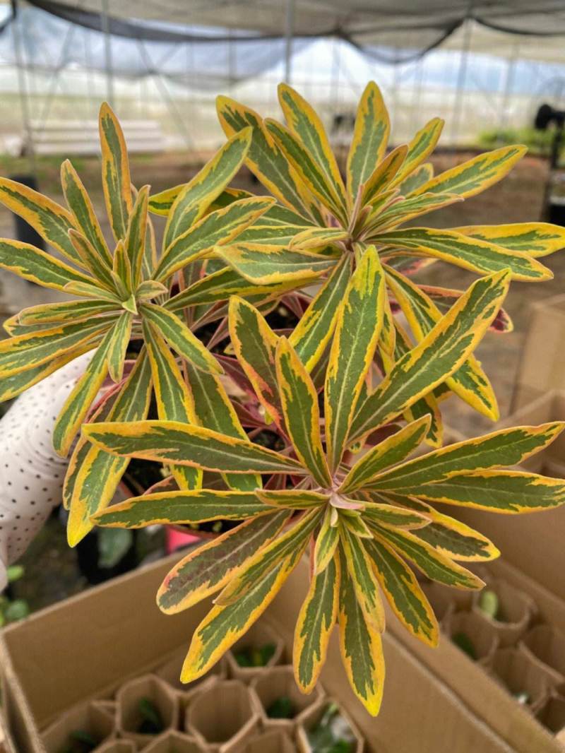 彩虹大戟盆栽耐寒多年生宿根植物观叶植物盆栽花园好养