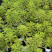 彩虹大戟盆栽耐寒多年生宿根植物观叶植物盆栽花园好养